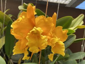 Rhyncattleanthe Golden Child