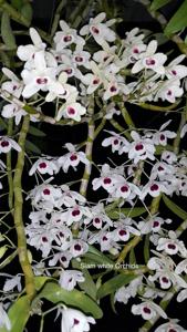 Dendrobium Siam White