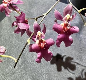 <i>Oncidesa</i> Possum Woolf