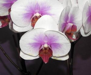 Phalaenopsis Unimax Flame