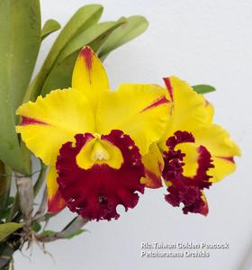 Rhyncholaeliocattleya Taiwan Golden Peacock
