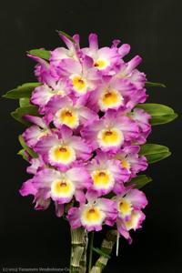 <i>Dendrobium</i> Sherry Love