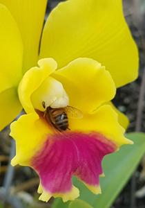 Rhyncattleanthe Lemon Drop