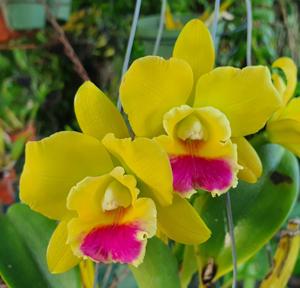 Rhyncattleanthe Lemon Drop