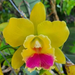 Rhyncattleanthe Lemon Drop