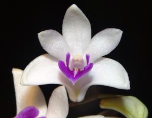 <i>Dendrobium</i> Space Oddity