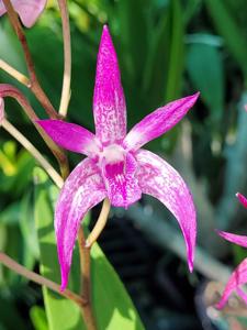 Dendrobium Toowoomba Royal