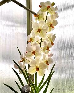 Papilionanda Ng Boon Gee