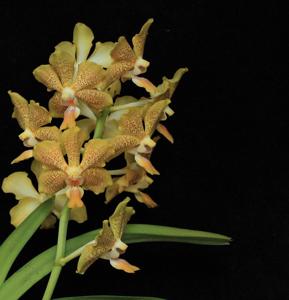 Vanda Nathan's Spotted Sunrays