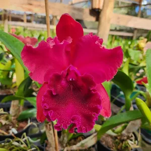<i>Rhyncholaeliocattleya</i> Professora Ruth Cardoso