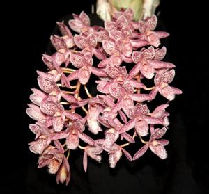 Clowesetum Alexandra Savva