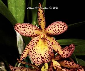 Broanthevola Laureen Sprock