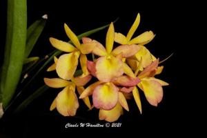 Broanthevola Laureen Sprock