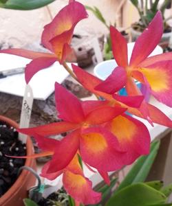 Broanthevola Laureen Sprock