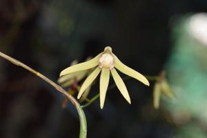 Dendrobium Wickersham