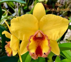 <i>Rhyncholaeliocattleya</i> Beau Sunset