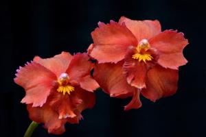 <i>Oncidium</i> McBean's Patricia
