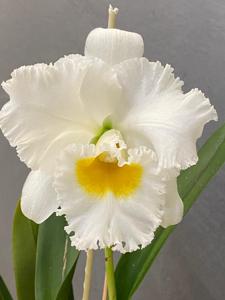 Rhyncholaeliocattleya Shinaphat Diamond