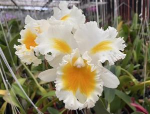 Rhyncholaeliocattleya Shinaphat Diamond