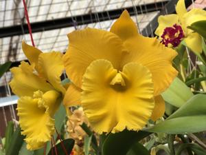 Rhyncholaeliocattleya Thaksina Gold
