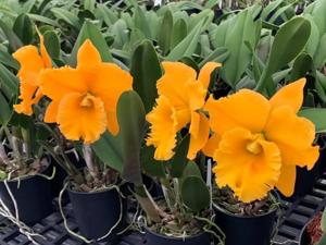 Rhyncholaeliocattleya Thaksina Gold