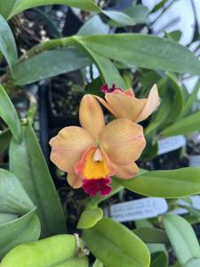 Rhyncattleanthe Martha's Sunburst