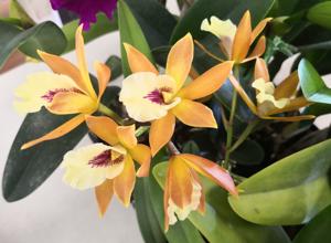 <i>Enanthleya</i> SunCoast Sunflares
