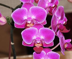 <i>Phalaenopsis</i> Rainbow Sakura Tree
