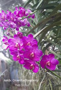 <i>Aeridovanda</i> Crownfox Raspberry