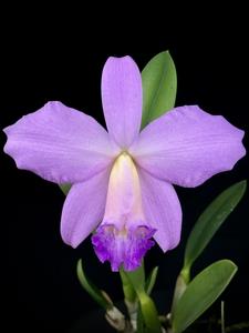 <i>Cattleya</i> Petitfleur