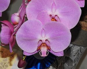 Phalaenopsis Cheng-De Beauty