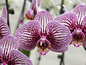 <i>Phalaenopsis</i> Fuller's Black Mask