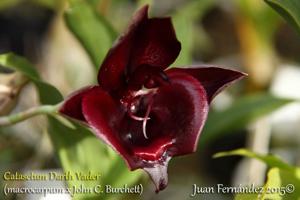 <i>Catasetum</i> Darth Vader