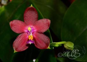 <i>Phalaenopsis</i> Sylvi's Gem
