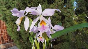 <i>Cattleya</i> Mem. Jeanne Nichols