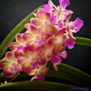 Perreiraara Rapeepath