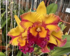 Rhyncattleanthe Siam Fancy