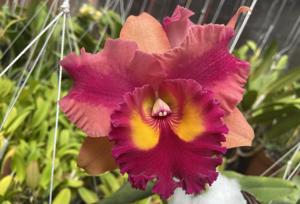 Rhyncattleanthe Siam Fancy