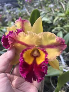 Rhyncattleanthe Siam Fancy