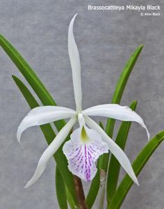 <i>Brassocattleya</i> Mikayla Black