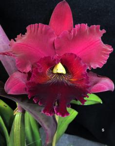 Rhyncholaeliocattleya Heaven's Gate