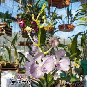 Vanda Kanchana Lavender Mist Louie