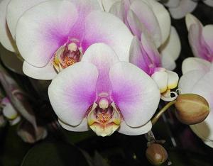 <i>Phalaenopsis</i> Miki Sakura