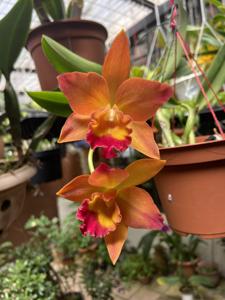 Rhyncattleanthe Miki Fire Ball