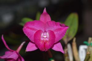 Rhyncholaeliocattleya Ruby Delight