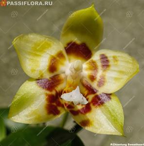 Phalaenopsis Chienlung Sweetheart