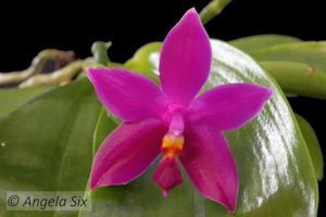 <i>Phalaenopsis</i> Chienlung Vincent