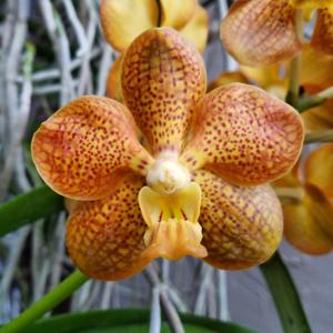 <i>Papilionanda</i> Ben Fragrance