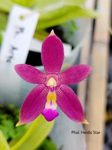 <i>Phalaenopsis</i> Heidis Star