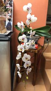 Phalaenopsis Silverio Enriquez Jr